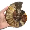 Amonita polida para litoterapia e coleção – Madagascar - 1