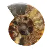 Seção polida de fóssil de amonita – Geologia de Madagascar - 0