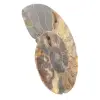 Seção polida de fóssil de amonita – Geologia de Madagascar - 2