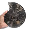 Fóssil de amonita decorativo polido – Espécime de Madagascar - 1