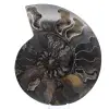 Fóssil de amonita decorativo polido – Espécime de Madagascar - 0