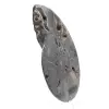 Fóssil de amonita decorativo polido – Espécime de Madagascar - 2