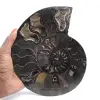 Fóssil de amonita polido e serrado de Madagascar – Item de colecionador exclusivo - 1