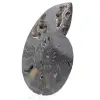 Fóssil de amonita polido e serrado de Madagascar – Item de colecionador exclusivo - 2