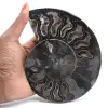 Fóssil de amonita para decoração natural – Espécime único - 1