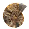 Fóssil de amonita espiral polido grande – Decoração histórica - 0