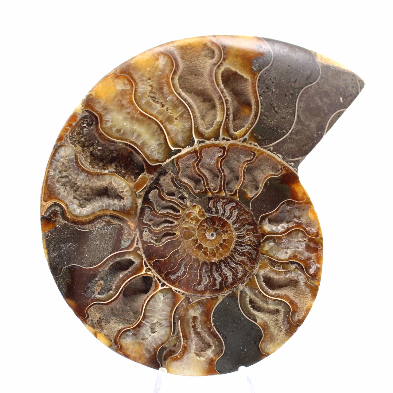 Fóssil de amonita espiral polido grande – Decoração histórica