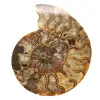 Amonita ornamental polida de Madagascar – Decoração autêntica - 0