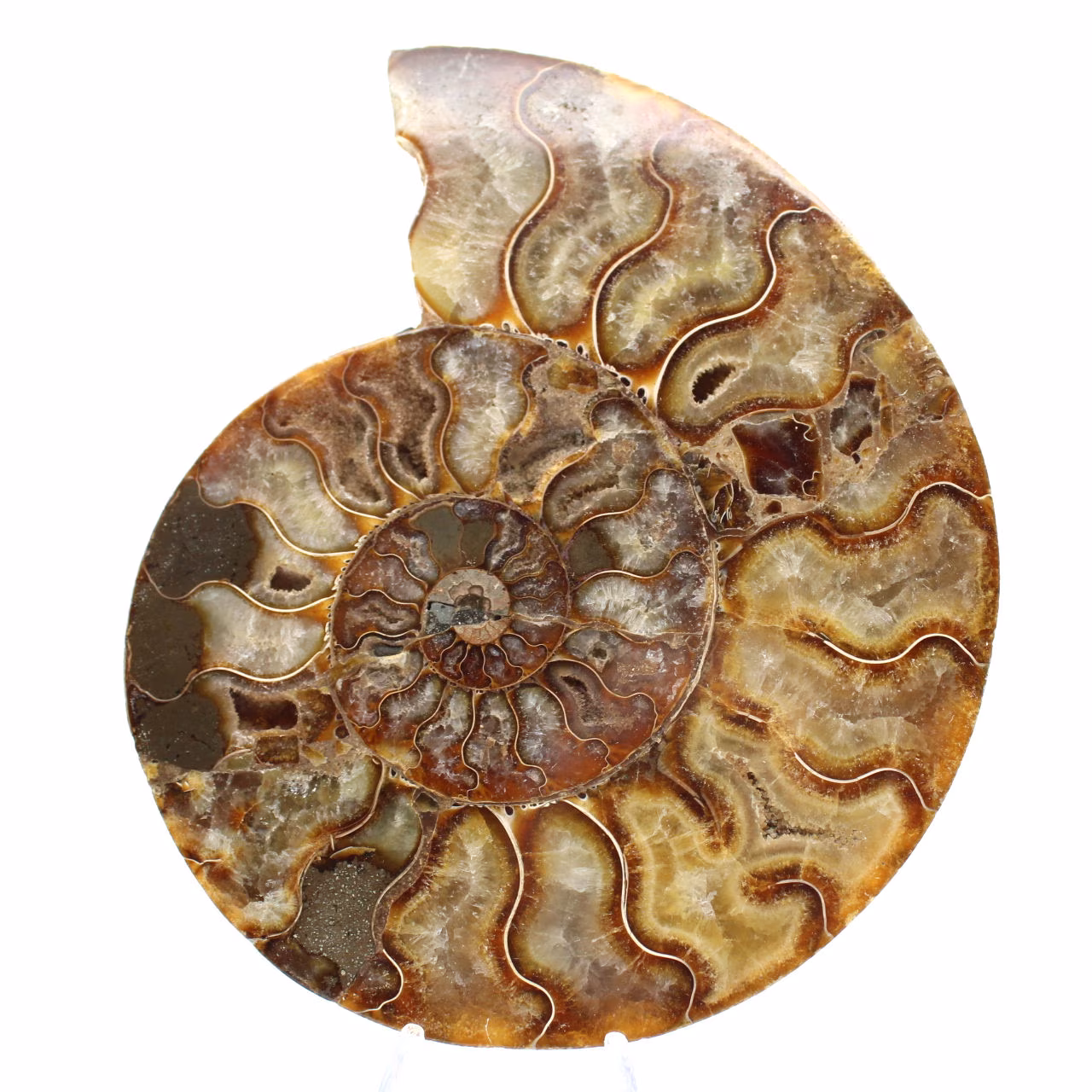 Amonita ornamental polida de Madagascar – Decoração autêntica