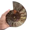 Item de colecionador de amonita de Madagascar – Corte serrado - 1