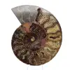 Item de colecionador de amonita de Madagascar – Corte serrado - 0