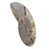 Item de colecionador de amonita de Madagascar – Corte serrado - 2