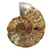 Design decorativo em amonita polida – Fóssil raro - 0
