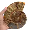 Espécime de amonita polida de Madagascar – Elemento decorativo - 1