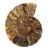 Espécime de amonita polida de Madagascar – Elemento decorativo - 0