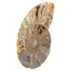 Espécime de amonita polida de Madagascar – Elemento decorativo - 2