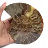 Amonita polida ideal para decoração – Fóssil histórico - 1