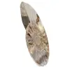 Amonita polida ideal para decoração – Fóssil histórico - 2