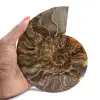 Amonita fossilizada polida – Autenticidade e harmonia natural - 1