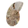 Amonita fossilizada polida – Autenticidade e harmonia natural - 2