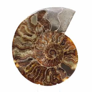 Amonita fossilizada polida – Autenticidade e harmonia natural