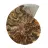 Amonita fossilizada polida – Autenticidade e harmonia natural