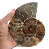 Amonita fossilizada serrada – Autenticidade para entusiastas de pedras - 1