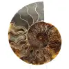 Amonita fossilizada serrada – Autenticidade para entusiastas de pedras - 0