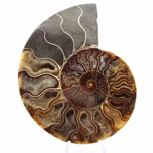 Amonita fossilizada serrada – Autenticidade para entusiastas de pedras