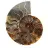 Amonita fossilizada serrada – Autenticidade para entusiastas de pedras
