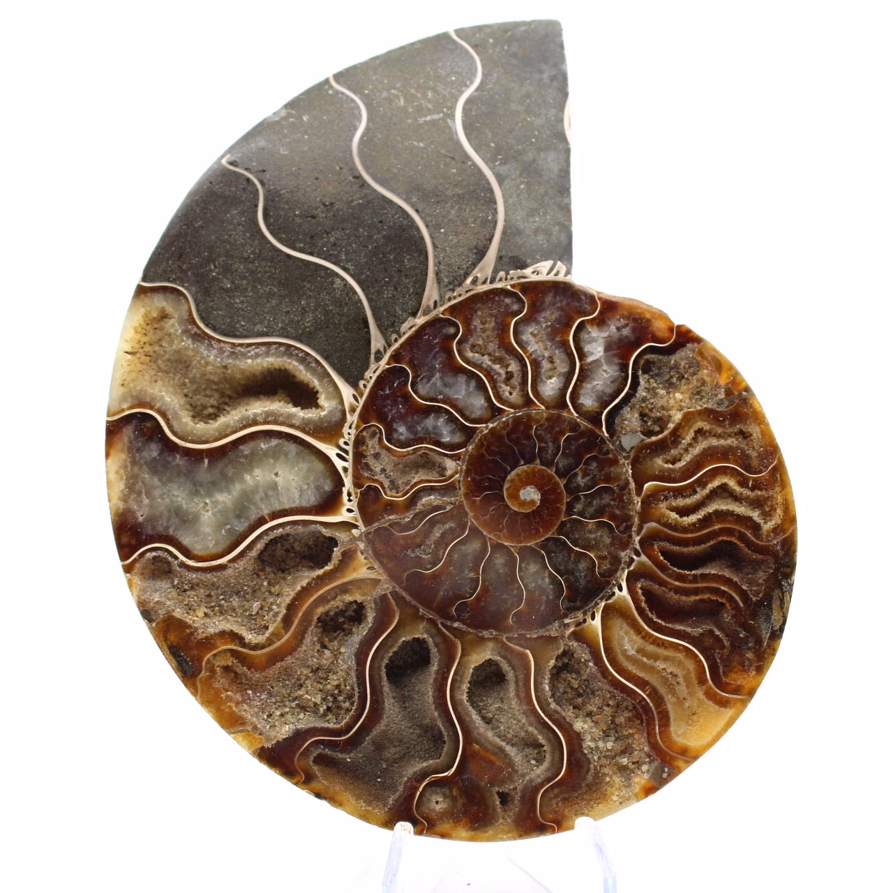 Amonita fossilizada serrada – Autenticidade para entusiastas de pedras