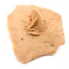 Pequena Rosa do Deserto de Marrocos: fragmento geológico natural - 2