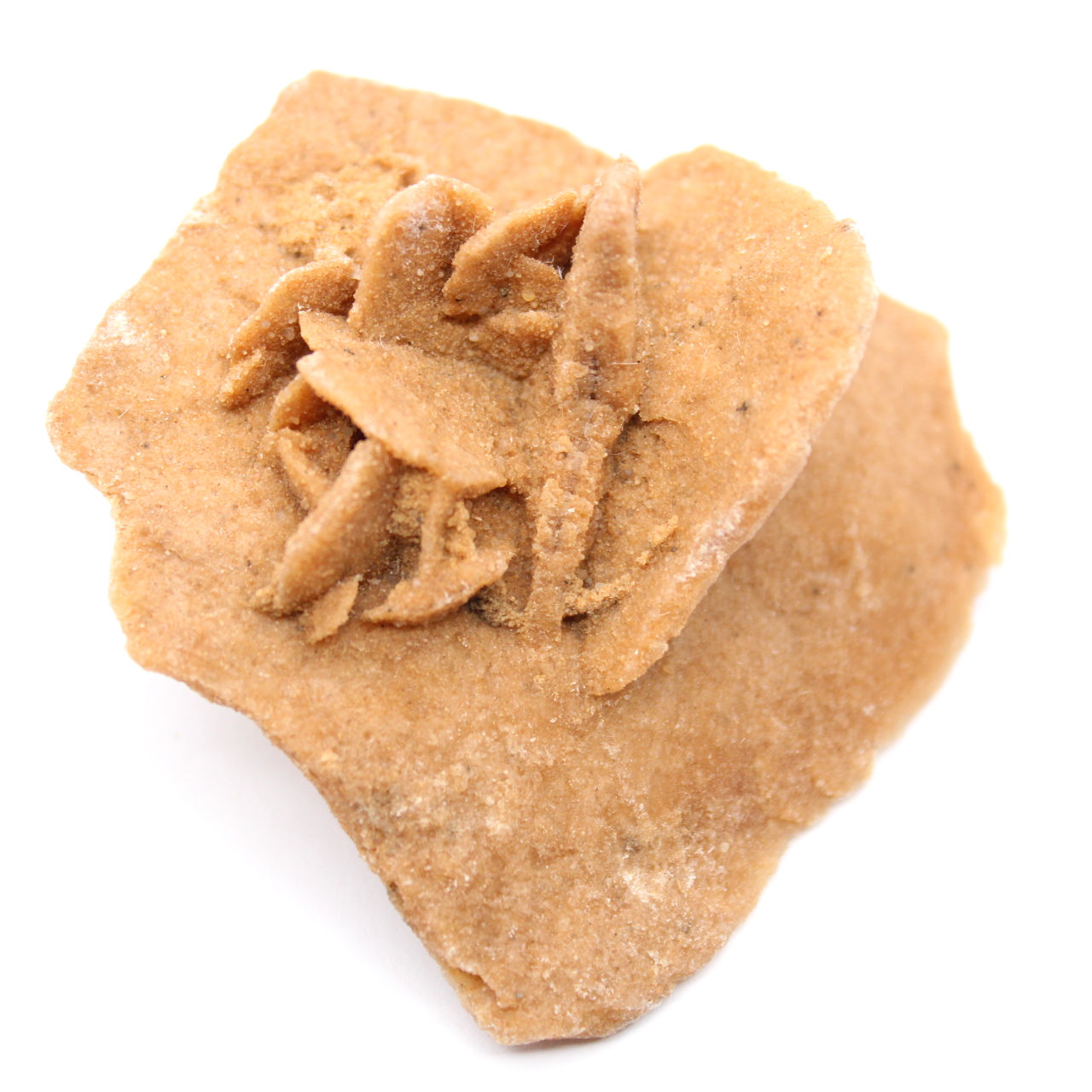 Pequena Rosa do Deserto de Marrocos: fragmento geológico natural