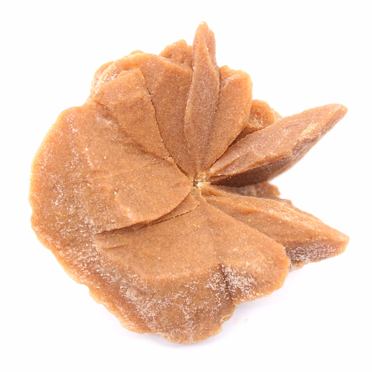 Grande cristal de rosa do deserto: exemplar do Marrocos