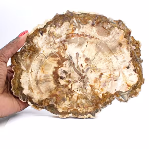Fatia de madeira petrificada de Madagascar - Espécime de colecionador