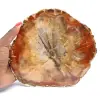 Fatia de madeira fossilizada - Mineral colecionável de Madagascar - 0