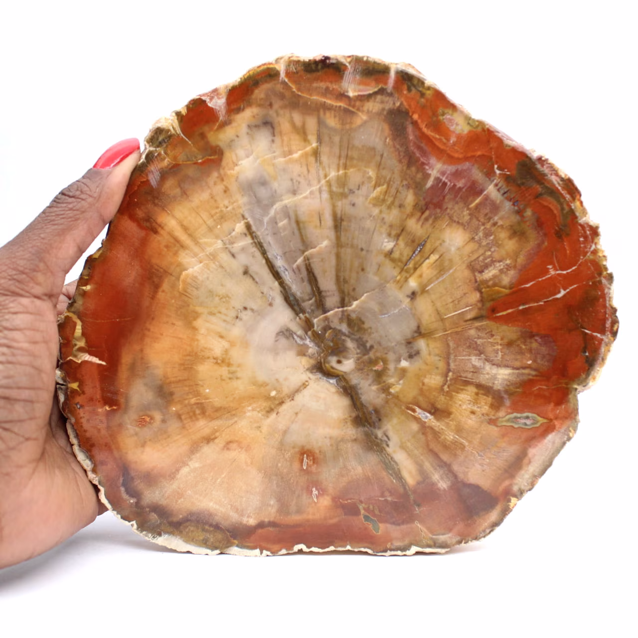 Fatia de madeira fossilizada - Mineral colecionável de Madagascar