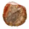 Secção de madeira petrificada de Majunga - Espécime mineralógico - 1