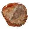 Secção de madeira petrificada de Majunga - Espécime mineralógico - 2
