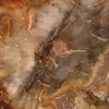 Secção de madeira petrificada de Majunga - Espécime mineralógico - 4