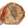 Secção de madeira petrificada de Majunga - Espécime mineralógico - 0