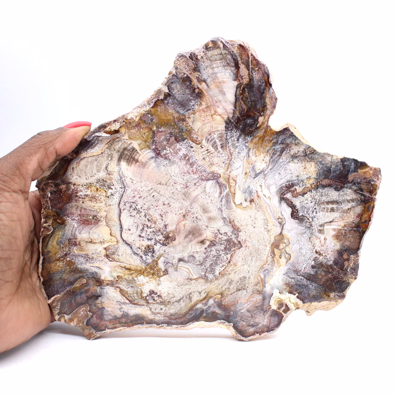 Madeira fossilizada de Madagascar - Fatia polida para colecionadores