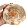 Fatia de madeira petrificada de Madagascar - Objeto científico - 0