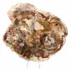 Grande fatia de madeira petrificada - Coleção Majunga - 1