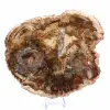 Grande fatia de madeira petrificada - Coleção Majunga - 2