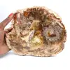Grande fatia de madeira petrificada - Coleção Majunga - 0