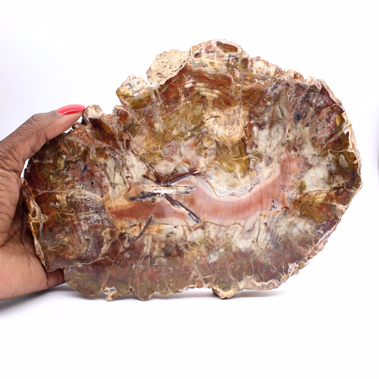 Madeira fossilizada de Madagascar - Grande fatia polida