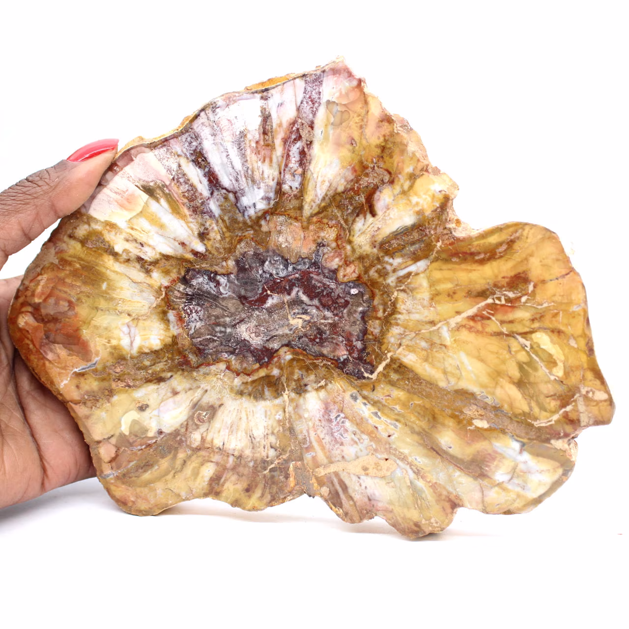 Seção polida de madeira fossilizada - mineral de Majunga