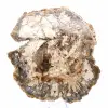 Grande fatia de madeira petrificada de Madagascar - peça excepcional - 1