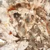 Grande fatia de madeira petrificada de Madagascar - peça excepcional - 4